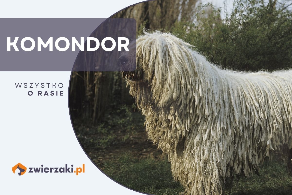 komondor