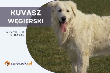 kuvasz