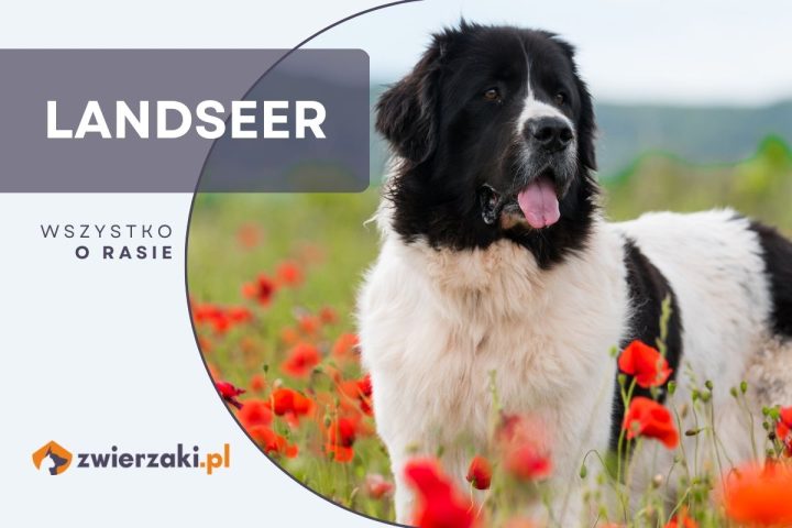 landseer