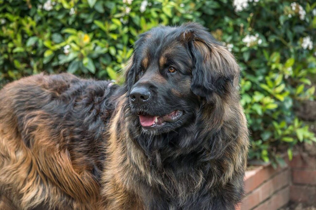 leonberger dorosły pies w ogrodzie