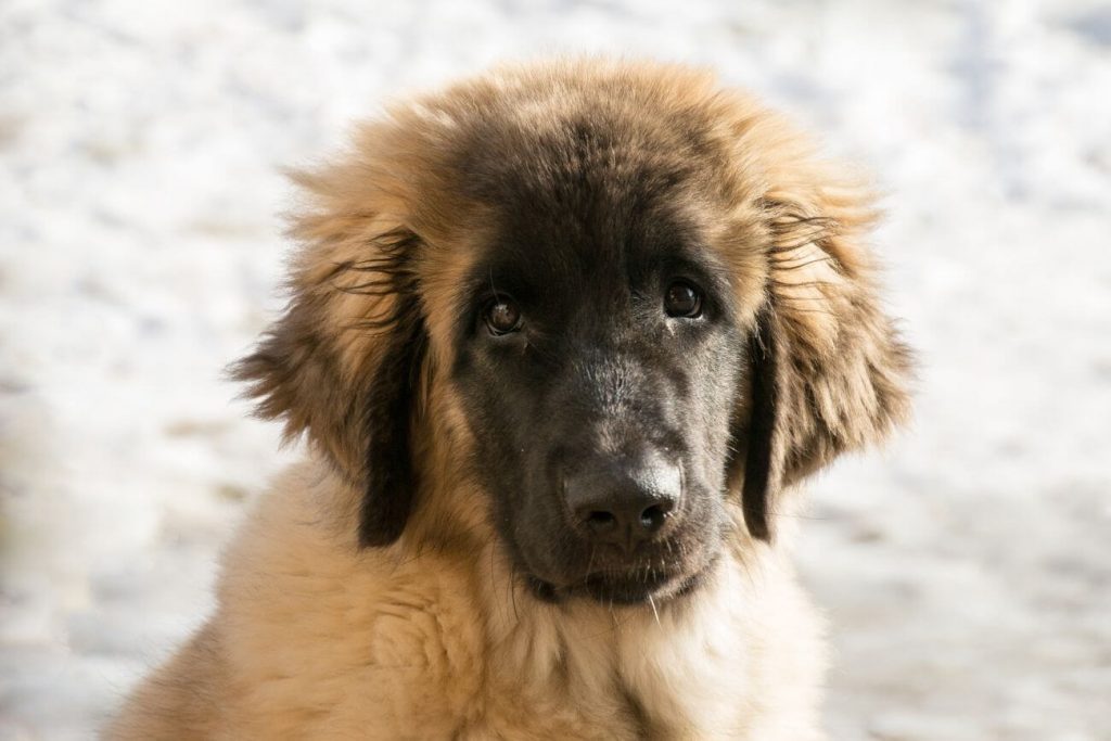 leonberger szczeniak