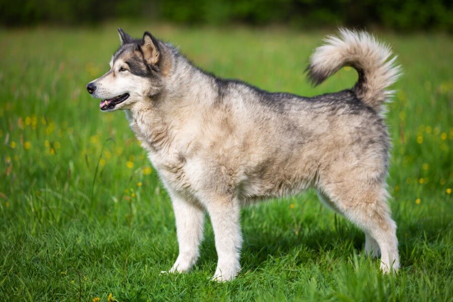 alaskan malamute stoi bokiem