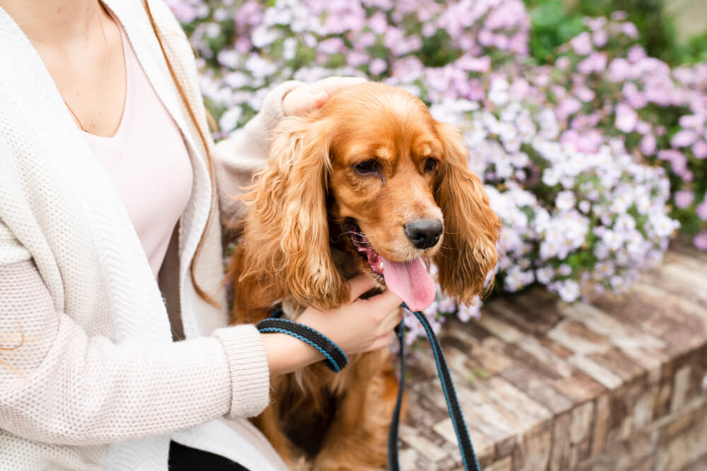 Cocker spaniel angielski z opiekunką