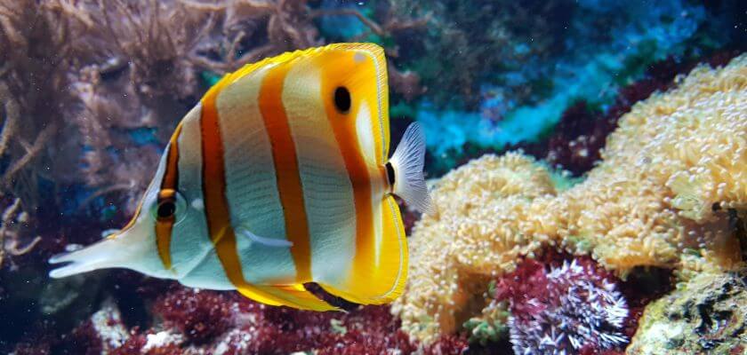 aquarium palma mallorca