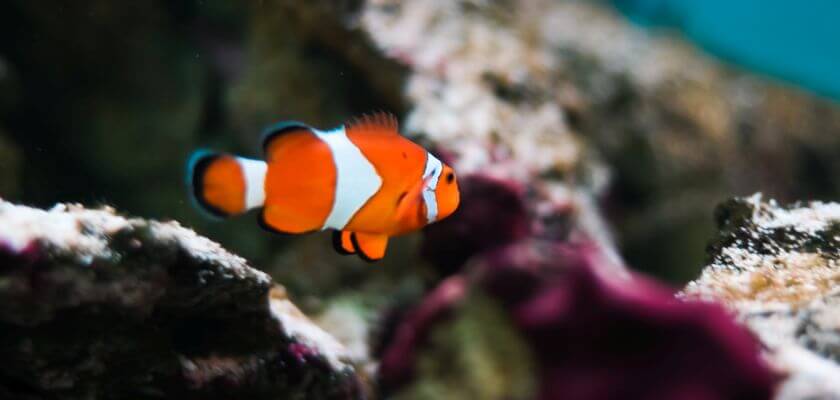 aquarium palma nemo