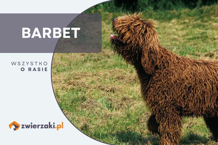 barbet