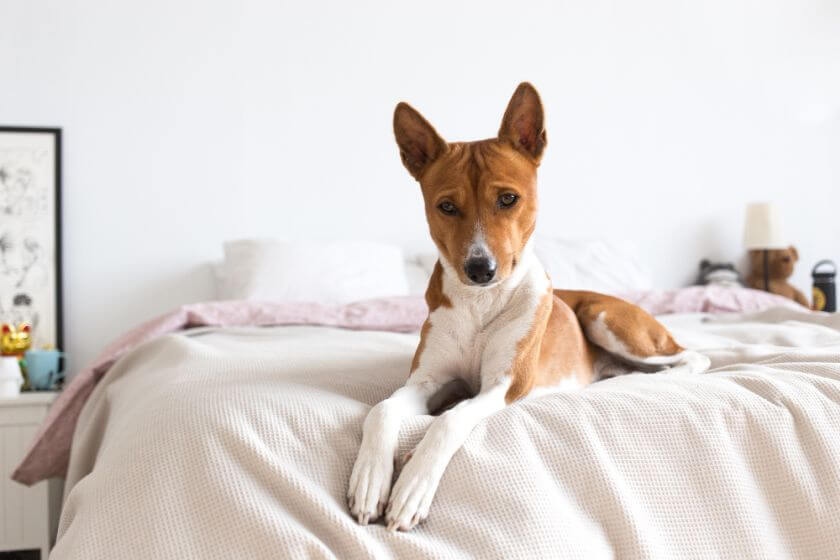 Jakie psy nadają się dla alergików? Basenji