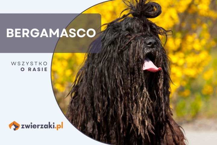 bergamasco