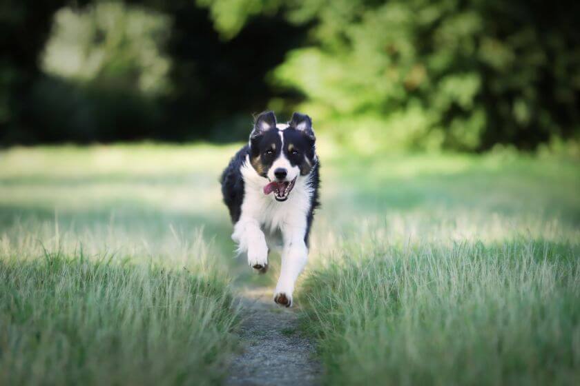 Border collie biegnie