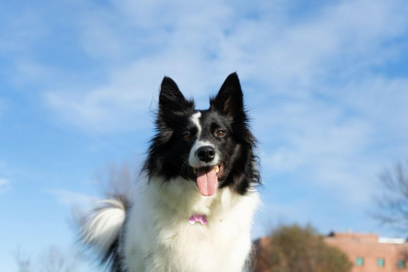 Border collie na tle nieba