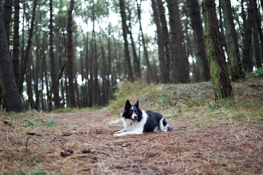 Border collie leży w lesie pośród drzew