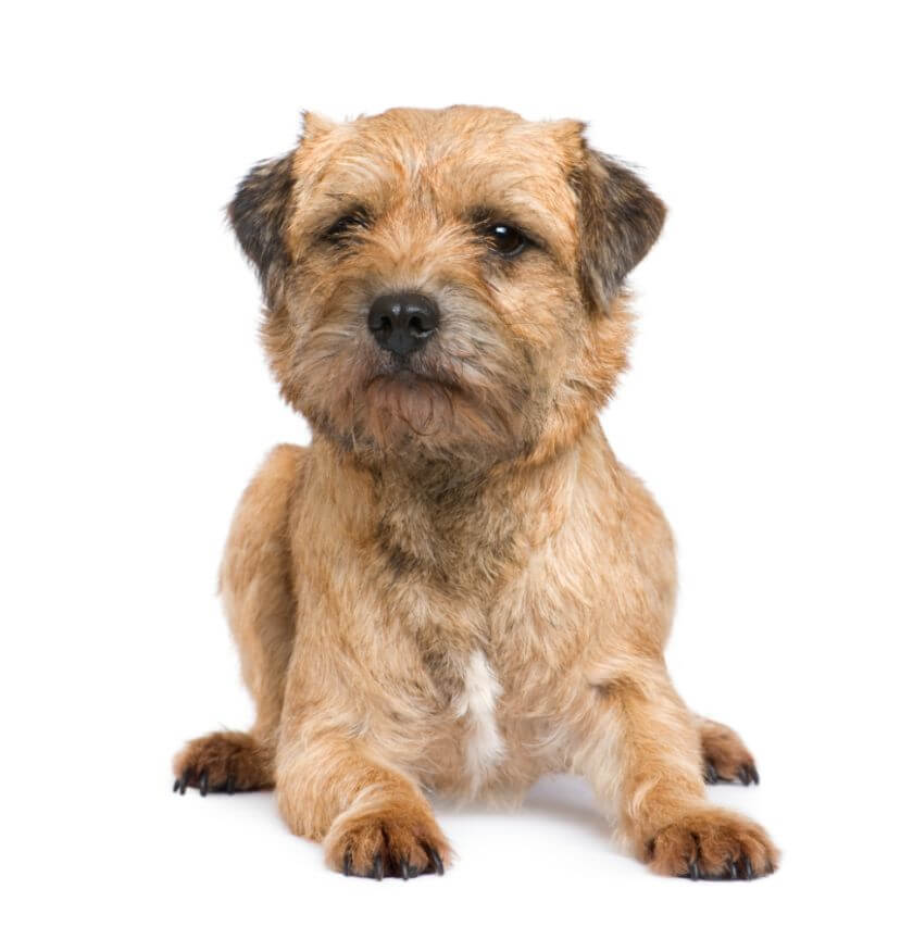 Border terrier