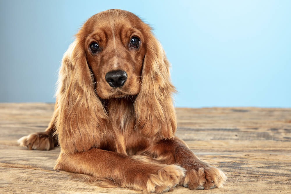 Cocker spaniel angielski leży na podłodze