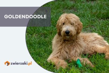 goldendoodle