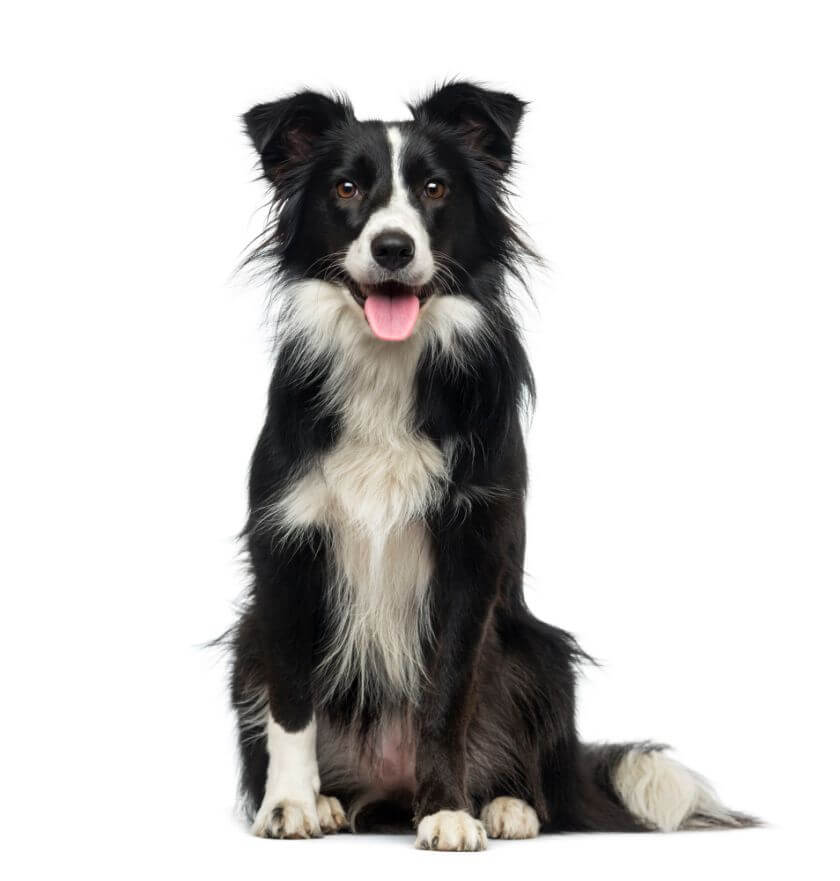 Border collie siedzi zdjęcie na białym tle