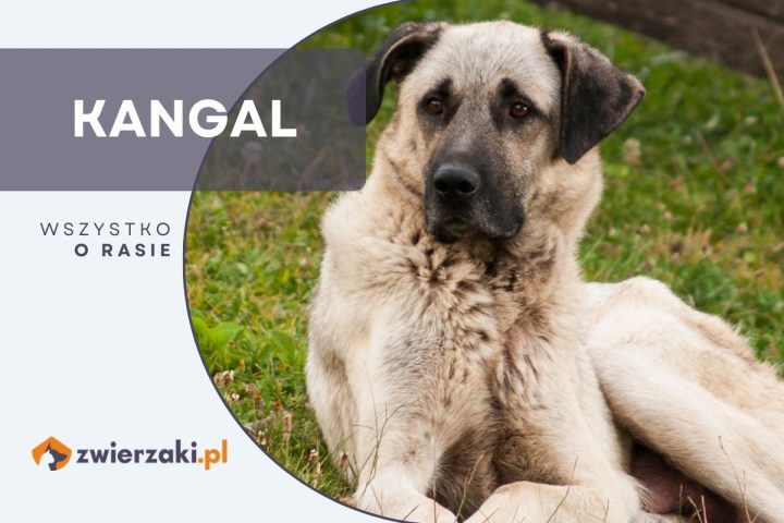 kangal