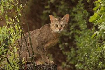 kot chausie