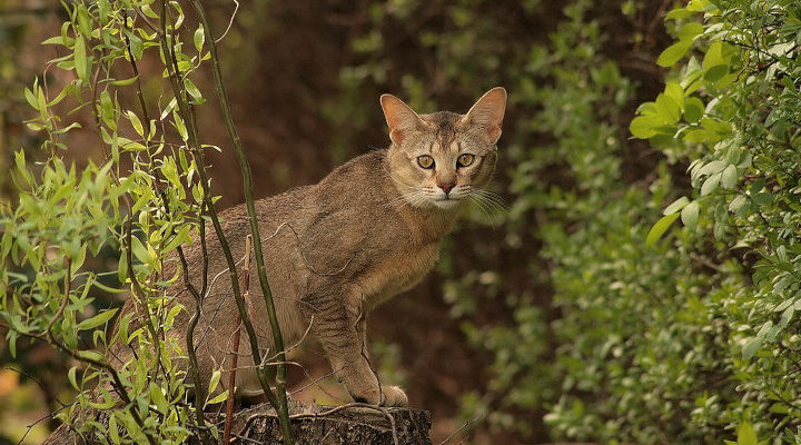 kot chausie