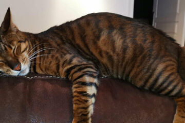 kot toyger