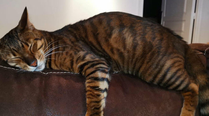 kot toyger