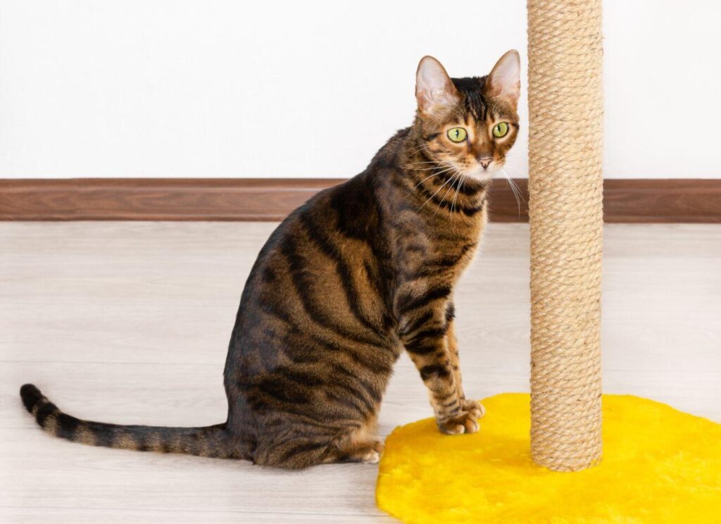 kot toyger drapak