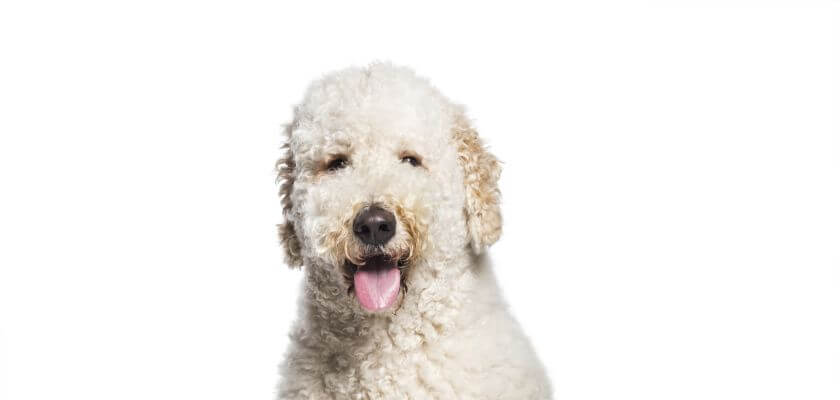 labradoodle na białym tle