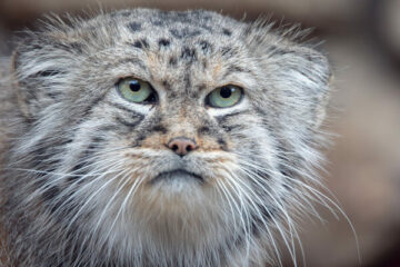 manul stepowy