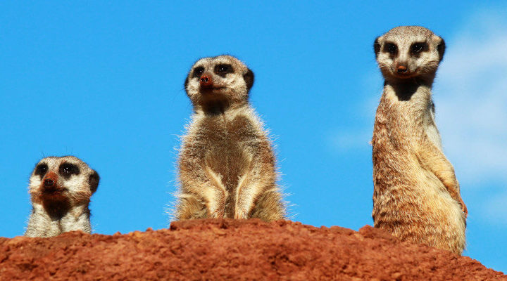 oasis park fuertaventura