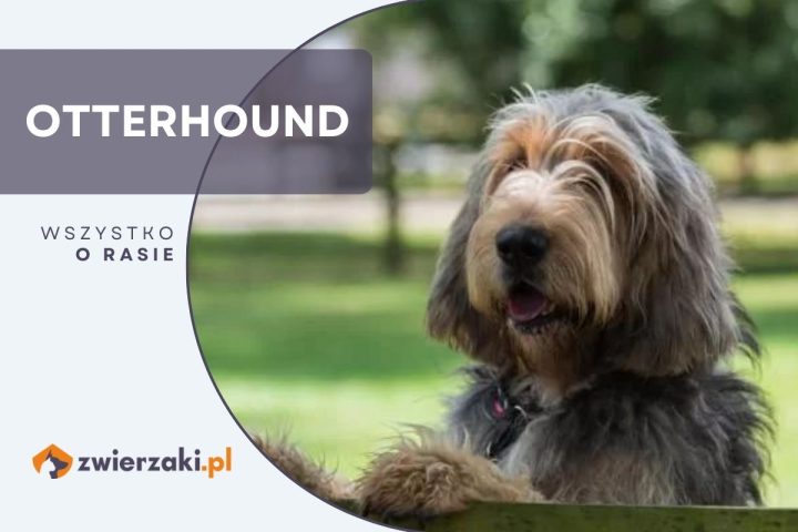 otterhound