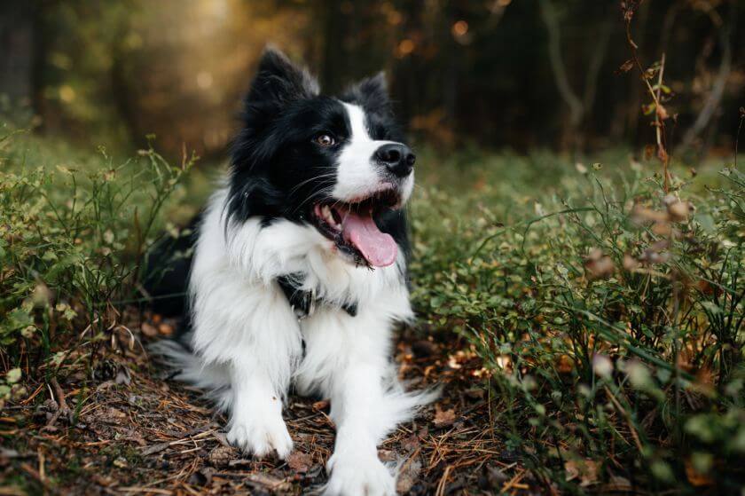 Owczarek border collie leży w krzakach