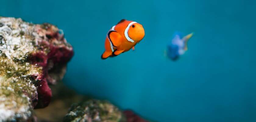 palma aquarium nemo