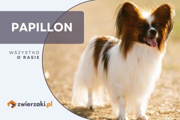 papillon