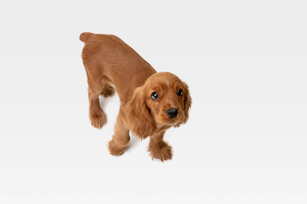 cocker spaniel angielski szczeniak