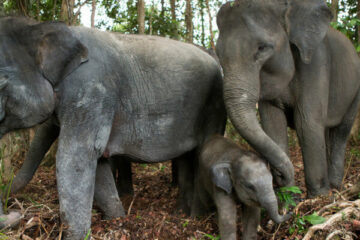 Sri Lanka