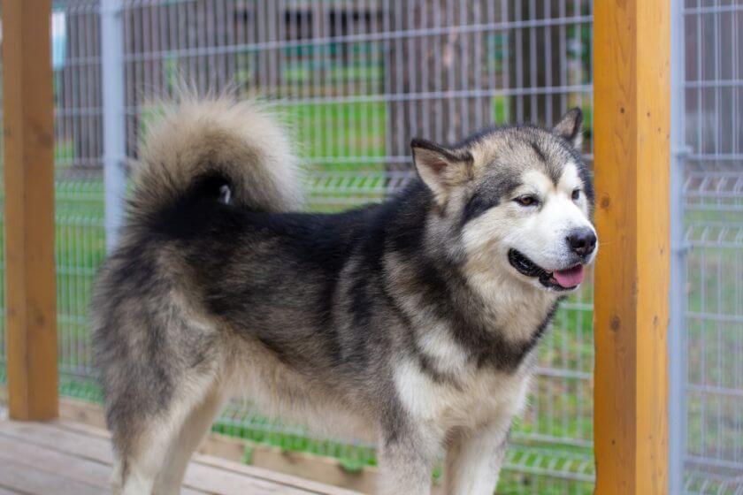 Alaskan malamute w kojcu