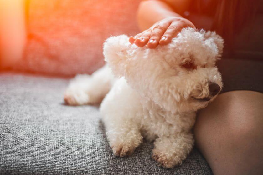 Bichon frise na kanapie z opiekunem