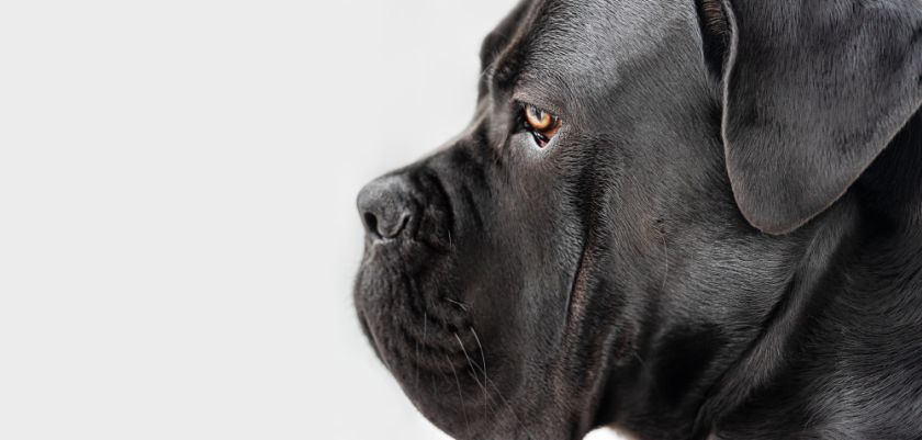 Cane corso z profilu