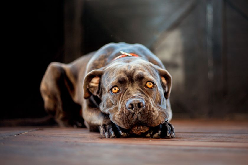 Cane corso leży na deskach