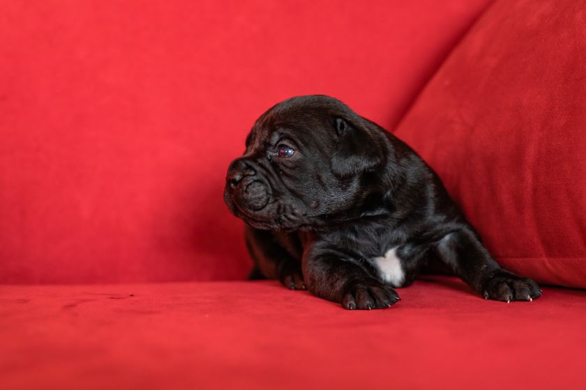 Cane corso szczeniak