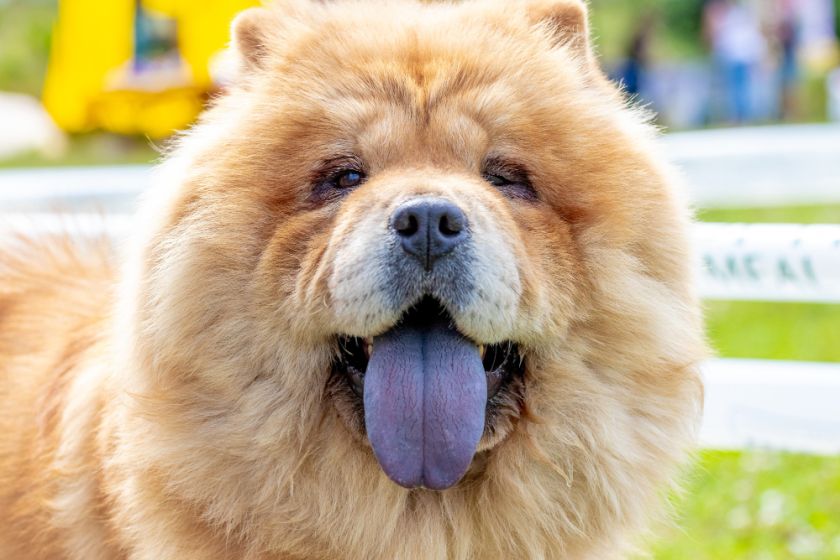 Chow chow na wystawie