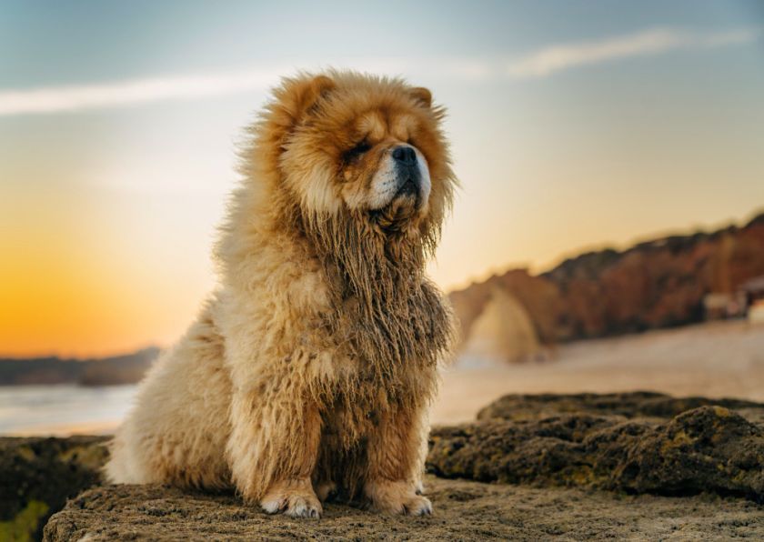 Chow chow na plaży