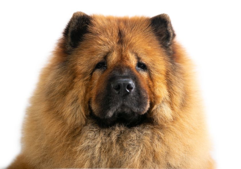 Chow chow głowa