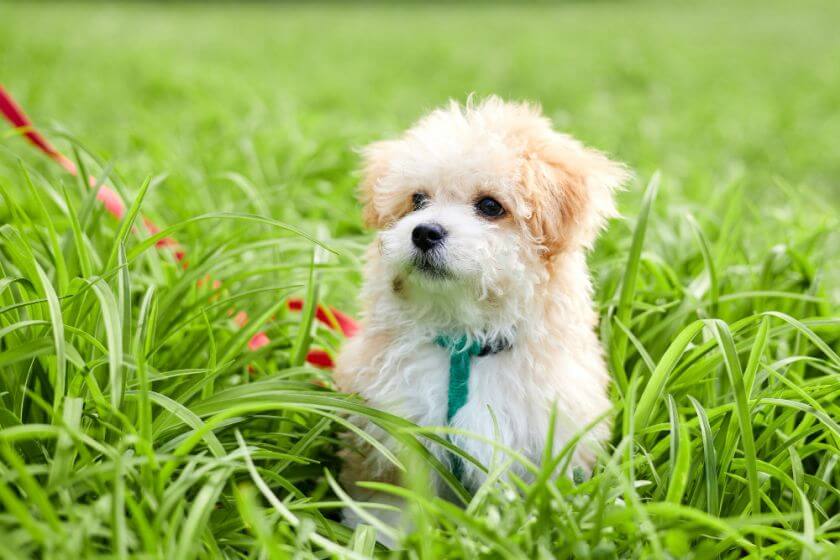 maltipoo w trawie