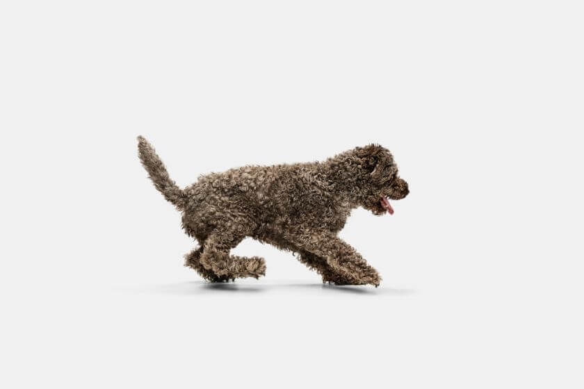 Lagotto romagnolo biegnie