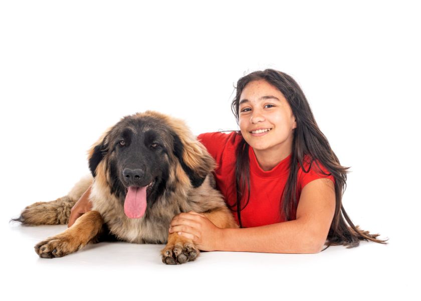 Leonberger leży z dzieckiem