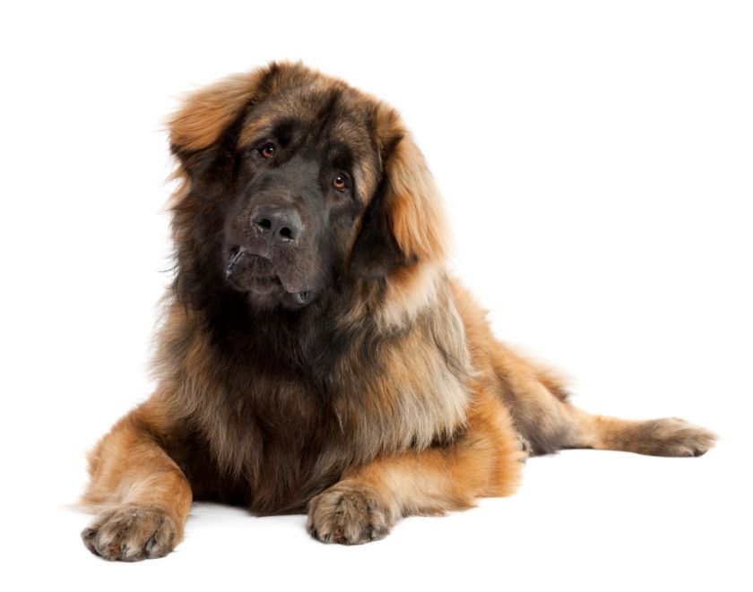 Leonberger patrzy w obiektyw