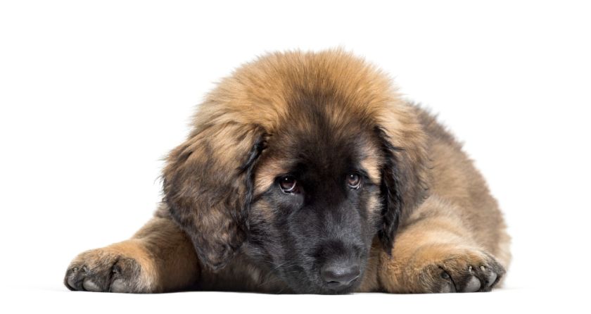 Leonberger szczeniak leży