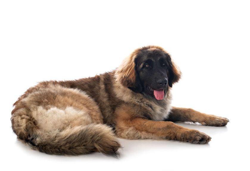 Leonberger leży na białym tle