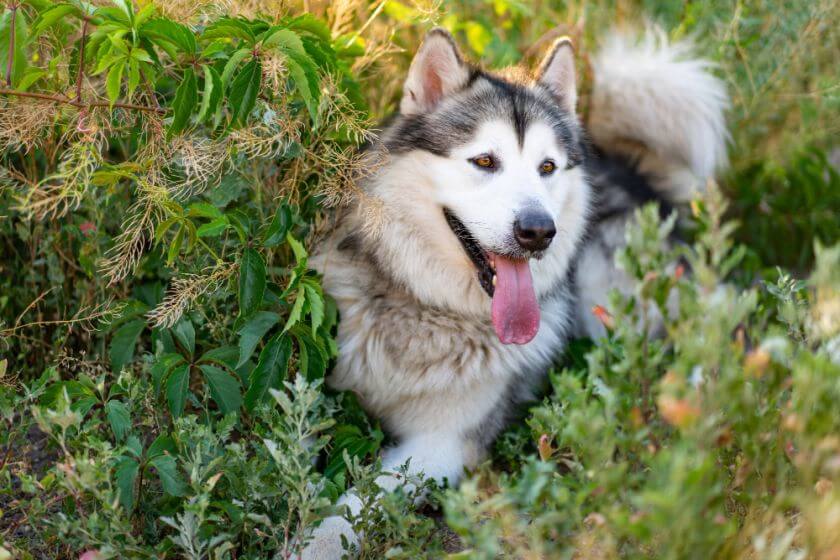 alaskan malamute leży w zaroślach