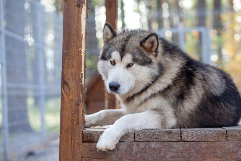 alaskan malamute leży na werandzie